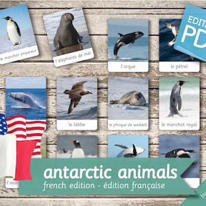 ANTARCTIC ANIMALS FRENCH Edition • 24 French and 24 English Editable Montessori Cards • Flash Cards Nomenclature Pdf Printable preschool