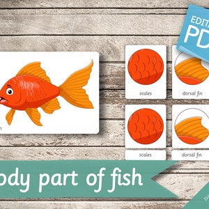 BODY PART of FISH • 11 Montessori Cards • Flash Cards  Nomenclature FlashCards  Editable Pdf Printable Cards preschool