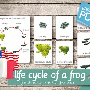 LIFE CYCLE of a FROG French Edition • 8 French and 8 English Editable Montessori Cards • Flash Cards Nomenclature Pdf Printable preschool