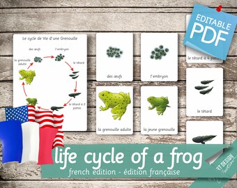 LIFE CYCLE of a FROG French Edition • 8 French and 8 English Editable Montessori Cards • Flash Cards Nomenclature Pdf Printable preschool