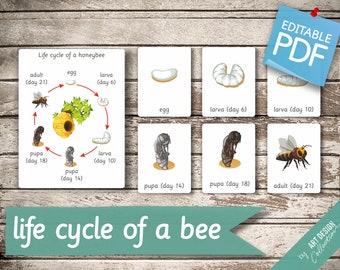 LIFE CYCLE of a HONEYBEE • 7 Montessori Cards • Flash Cards  Nomenclature FlashCards  Editable Pdf Printable Cards preschool