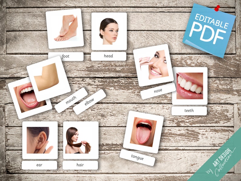 BODY PARTS (real Pictures) • 22 Montessori Cards • Flash Cards ...