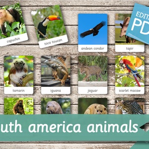 ANIMALES DE AMÉRICA DEL SUR 28 Tarjetas Montessori Editables Tarjetas Flash Nomenclatura FlashCards Pdf Tarjetas Imprimibles Juguetes Montessori Preescolar imagen 2