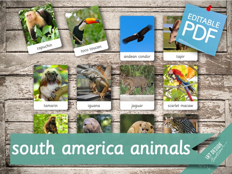 ANIMALES DE AMÉRICA DEL SUR 28 Tarjetas Montessori Editables Tarjetas Flash Nomenclatura FlashCards Pdf Tarjetas Imprimibles Juguetes Montessori Preescolar imagen 2