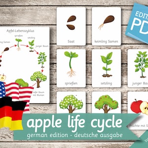 APPLE LIFE CYCLE German Edition • 10 German and 10 English Editable Montessori Cards • Flash Cards Nomenclature Card preschool Pdf Printable