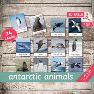 ANTARCTIC ANIMALS • 24 Editable Montessori Cards • Flash Cards  Nomenclature FlashCards PDF Printable Cards preschool Toys
