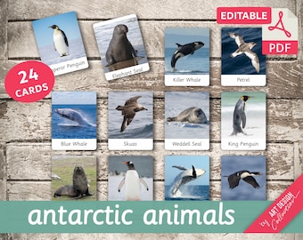 ANTARCTIC ANIMALS • 24 Editable Montessori Cards • Flash Cards  Nomenclature FlashCards PDF Printable Cards preschool Toys