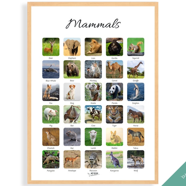 MAMMALS POSTER • Montessori Poster • Montessori Educational Homeschooling Learning Poster Kids Nursery Room preschool