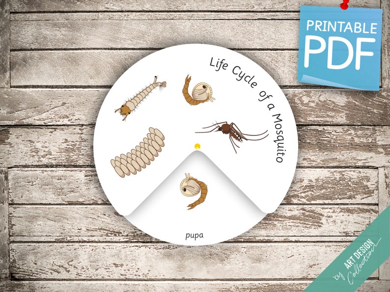 LIFE CYCLE of a MOSQUITO Wheel • Montessori Busy Book Activity ...