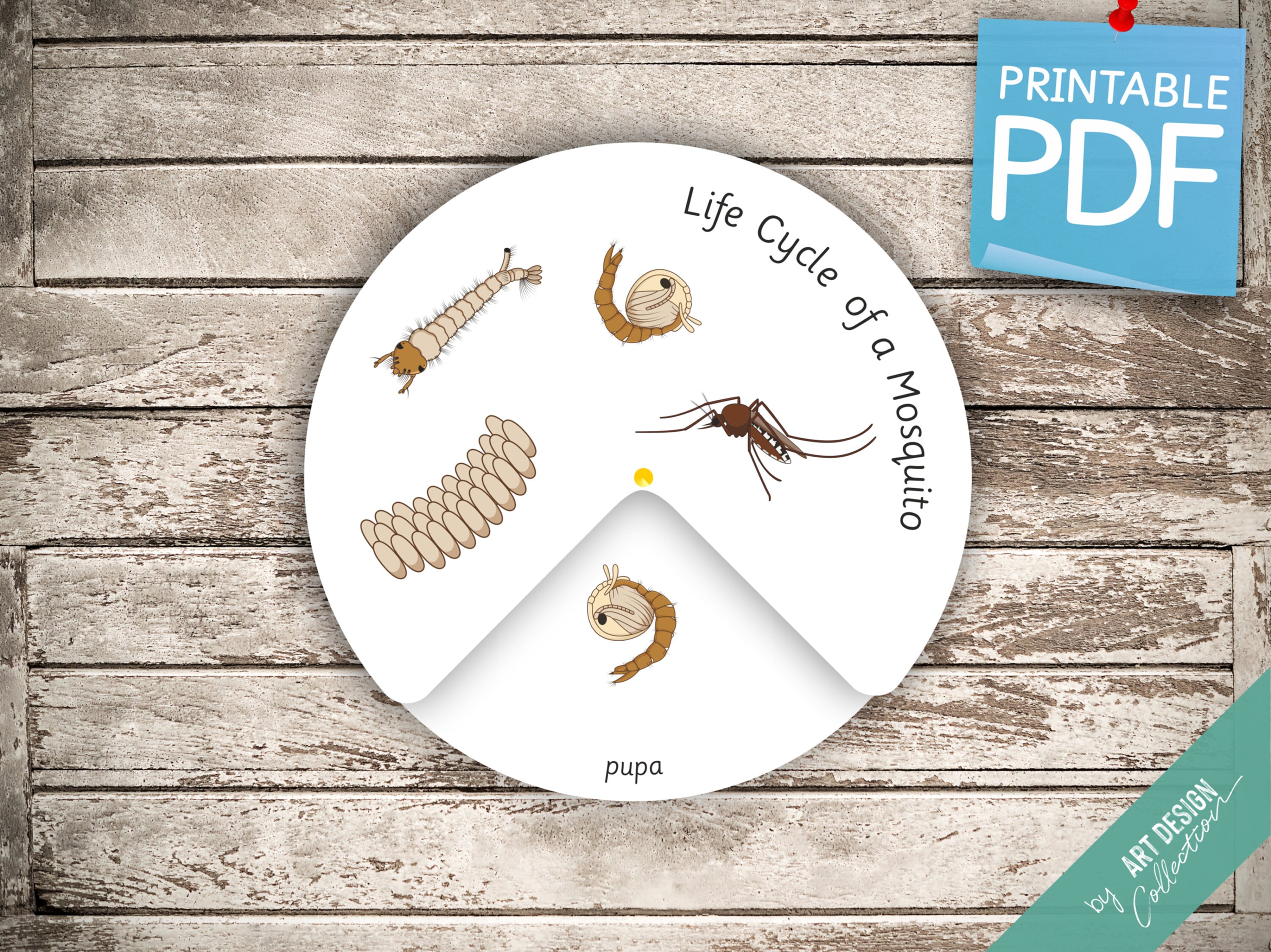 LIFE CYCLE of a MOSQUITO Wheel • Montessori Busy Book Activity ...