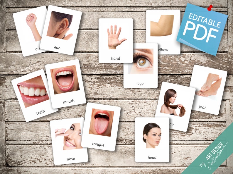BODY PARTS (real Pictures) • 22 Montessori Cards • Flash Cards ...