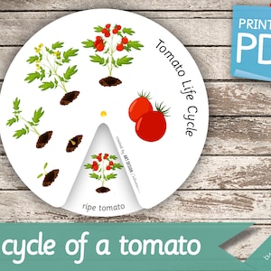 LEVENSCYCLUS van een tomatenschijf • Montessori druk boek activiteitennomenclatuur Afdrukbare pdf Afdrukbare kaarten voorschoolse FlashCards