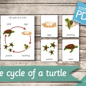 LEBENSZYKLUS einer SCHILDKRÖTE • 5 Montessori Karten • Karteikarten Nomenklatur Karteikarten Editierbare Pdf Printable Karten Vorschule