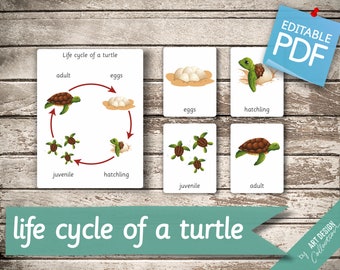 LIFE CYCLE of a TURTLE • 5 Montessori Cards • Flash Cards  Nomenclature FlashCards  Editable Pdf Printable Cards preschool