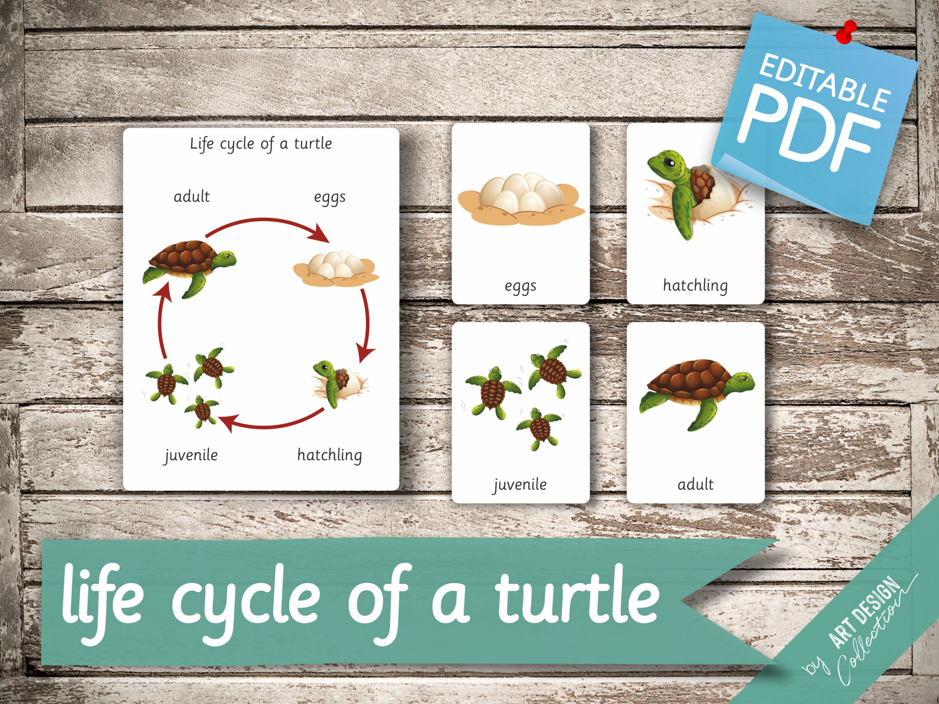 LIFE CYCLE of a TURTLE • 5 Montessori Cards • Flash Cards Nomenclature ...