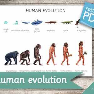 HUMAN EVOLUTION • 15 Montessori Karten • Karteikarten Nomenklatur Karteikarten Editierbare Pdf Printable Karten Vorschule