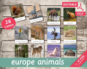 May include: A set of 28 flashcards featuring illustrations of European animals, including a red squirrel, a camargue horse, a European bison, a chamois, a European bee-eater, a Eurasian lynx, a reindeer, a European hedgehog, an owl, a wolf, an arctic fox, and a grey seal. The cards are labeled with the animal's name and are part of a larger collection of Europe animal flashcards.