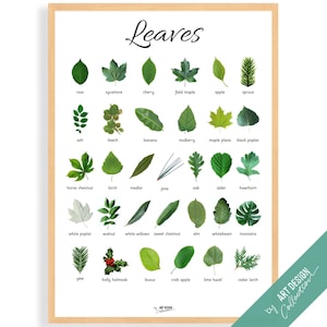 CARTEL DE HOJAS DE PLANTAS • Póster Montessori • Póster educativo Montessori para el aprendizaje en el hogar, juguetes para niños en edad preescolar, guardería