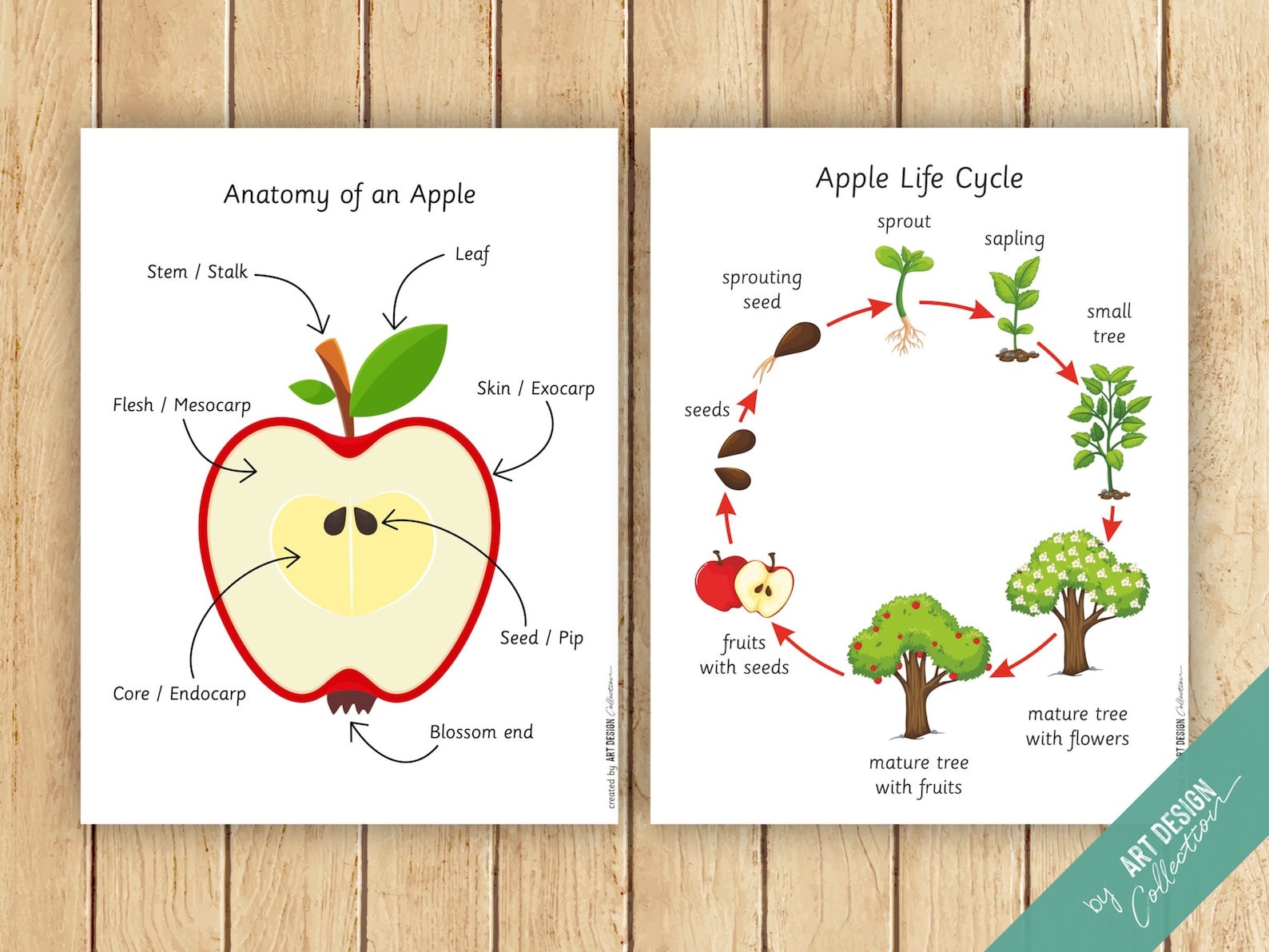 APPLE Busy Book Printable Preschool Activity Homeschool Resources ...