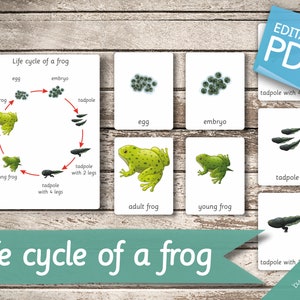 CYCLE DE VIE d'une GRENOUILLE • 8 cartes Montessori • Cartes Flash Cartes Flash de nomenclature Pdf modifiables Cartes imprimables préscolaire
