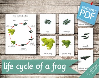 LIFE CYCLE of a FROG • 8 Montessori Cards • Flash Cards  Nomenclature FlashCards  Editable Pdf Printable Cards preschool