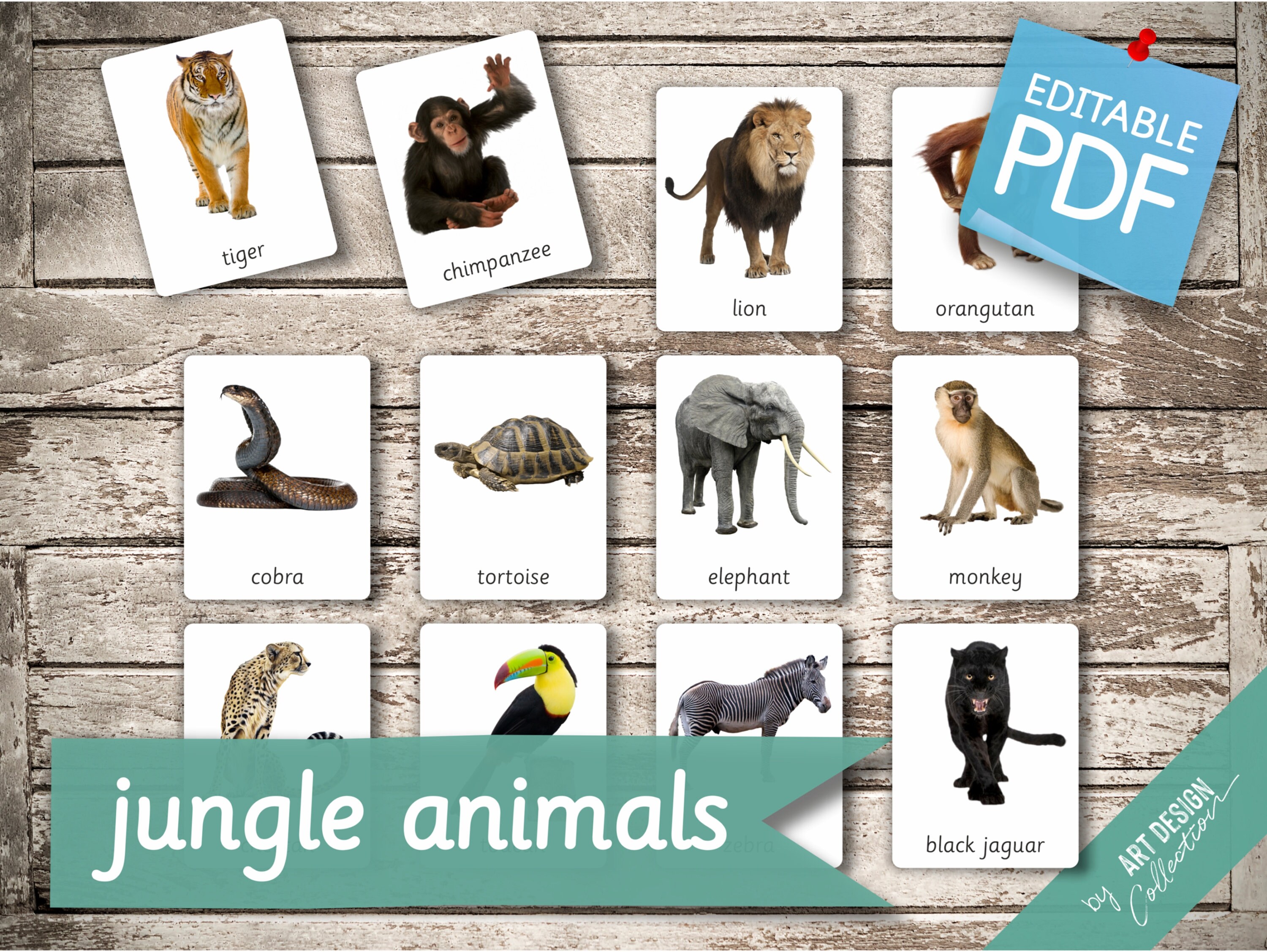 JUNGLE ANIMALS 22 Editable Montessori Cards Flash Cards - Etsy UK
