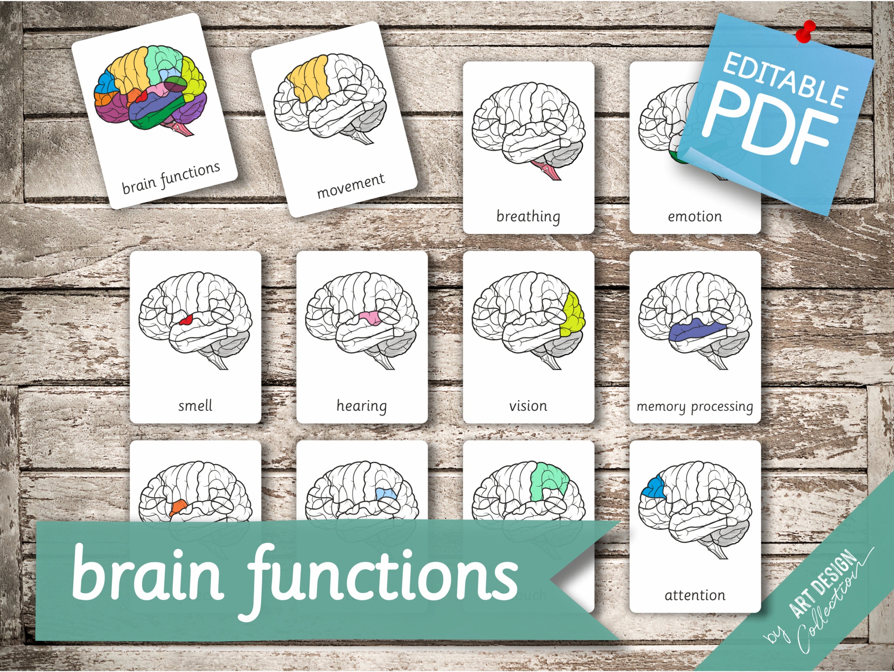 HUMAN BRAIN brain parts brain functions 32 Editable Etsy