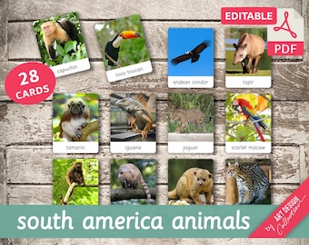 May include: A set of 28 printable flashcards featuring South American animals. The cards are colorful and feature illustrations of animals such as a capuchin monkey, a toco toucan, an Andean condor, a tapir, a tamarin, an iguana, a jaguar, and a scarlet macaw.
