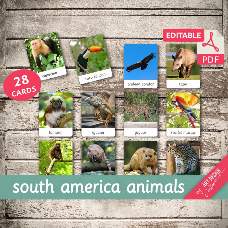 ANIMALES DE AMÉRICA DEL SUR 28 Tarjetas Montessori Editables Tarjetas Flash Nomenclatura FlashCards Pdf Tarjetas Imprimibles Juguetes Montessori Preescolar imagen 1