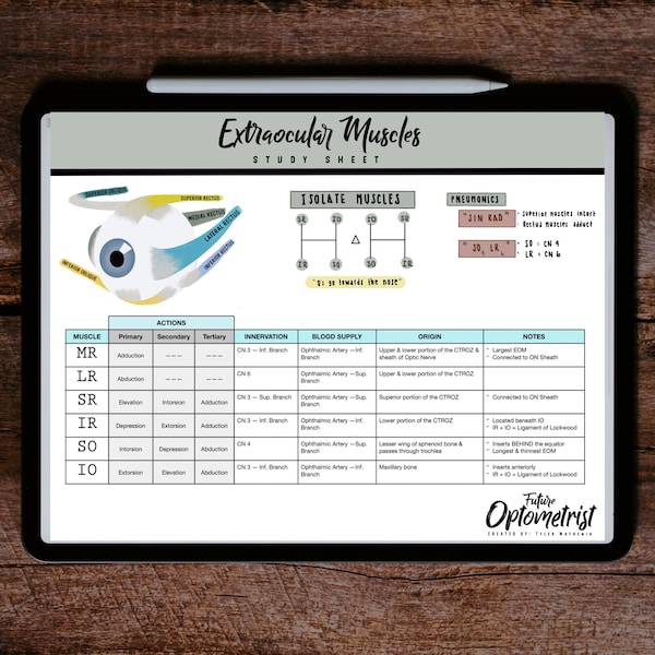 UPDATED: Extraocular Muscles (EOM) Optometry Anatomy Study Sheet / Digital Download / Future Optometrist