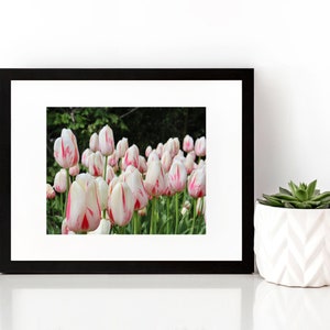 Pink + White Tulips