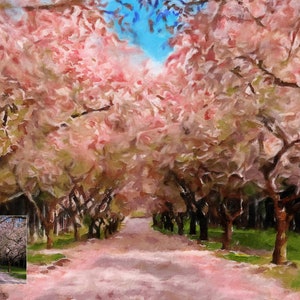 Pu&ograve; includere: Un sentiero fiancheggiato da alberi di ciliegio in fiore rosa, che conduce a un cielo blu. Gli alberi sono in piena fioritura e il sentiero &egrave; ricoperto di petali caduti.