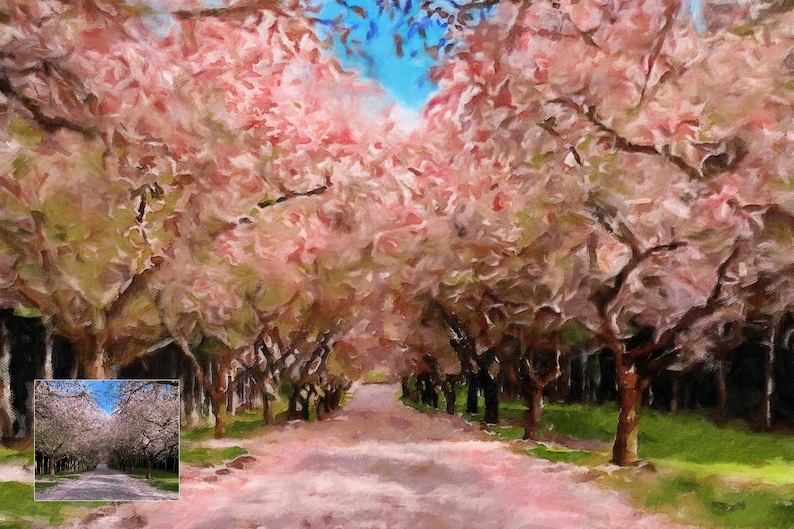 Pu&ograve; includere: Un sentiero fiancheggiato da alberi di ciliegio in fiore rosa, che conduce a un cielo blu. Gli alberi sono in piena fioritura e il sentiero &egrave; ricoperto di petali caduti.