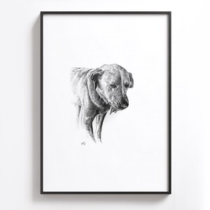 Puede incluir: Dibujo a l&aacute;piz en blanco y negro de un perro mirando hacia abajo. El perro est&aacute; en un estilo realista y parece ser un Labrador Retriever.