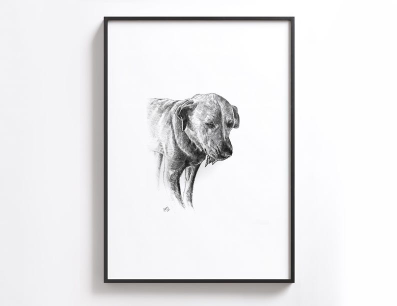 Puede incluir: Dibujo a l&aacute;piz en blanco y negro de un perro mirando hacia abajo. El perro est&aacute; en un estilo realista y parece ser un Labrador Retriever.