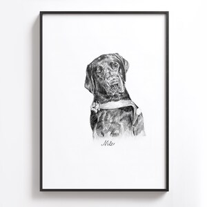 Puede incluir: Dibujo a l&aacute;piz en blanco y negro de un labrador retriever negro con collar. El perro mira hacia la derecha de la imagen. El dibujo est&aacute; firmado "Mike" en la parte inferior central.