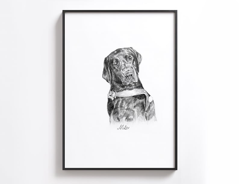Puede incluir: Dibujo a l&aacute;piz en blanco y negro de un labrador retriever negro con collar. El perro mira hacia la derecha de la imagen. El dibujo est&aacute; firmado "Mike" en la parte inferior central.