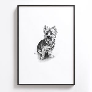 Puede incluir: Dibujo a l&aacute;piz en blanco y negro de un Yorkshire Terrier sentado y mirando al espectador. El perro lleva un collar negro con un dise&ntilde;o blanco.