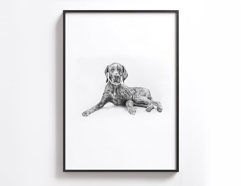 Puede incluir: Dibujo a l&aacute;piz en blanco y negro de un perro acostado. El perro mira al espectador con la cabeza ligeramente inclinada hacia un lado.