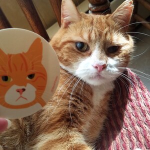 May include: A close-up of an orange tabby cat with white markings on its face and chest. The cat is looking directly at the camera with a serious expression. The cat is holding a round sticker with a cartoon image of a cat with a similar expression. The sticker is white with orange and black details.