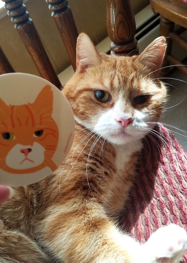 May include: A close-up of an orange tabby cat with white markings on its face and chest. The cat is looking directly at the camera with a serious expression. The cat is holding a round sticker with a cartoon image of a cat with a similar expression. The sticker is white with orange and black details.