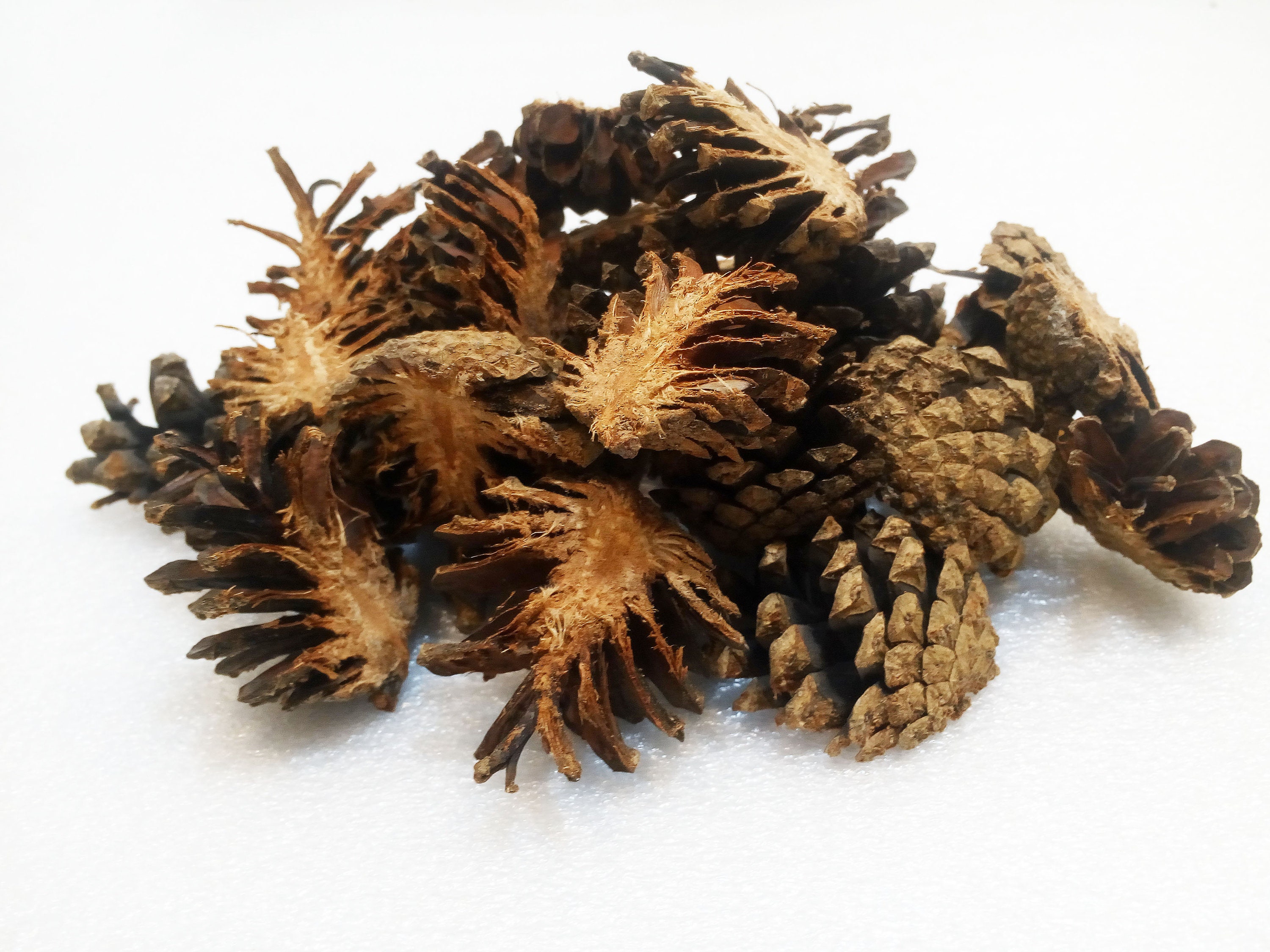 Cut Pine Cone Halves for Crafts or Decor Set of 30 Halves of Etsy
