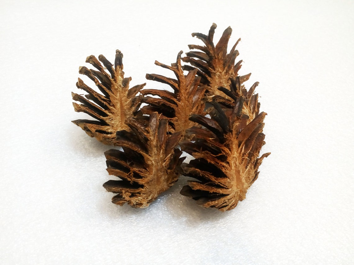 Cut Pine Cone Halves for Crafts or Decor Set of 30 Halves of Etsy