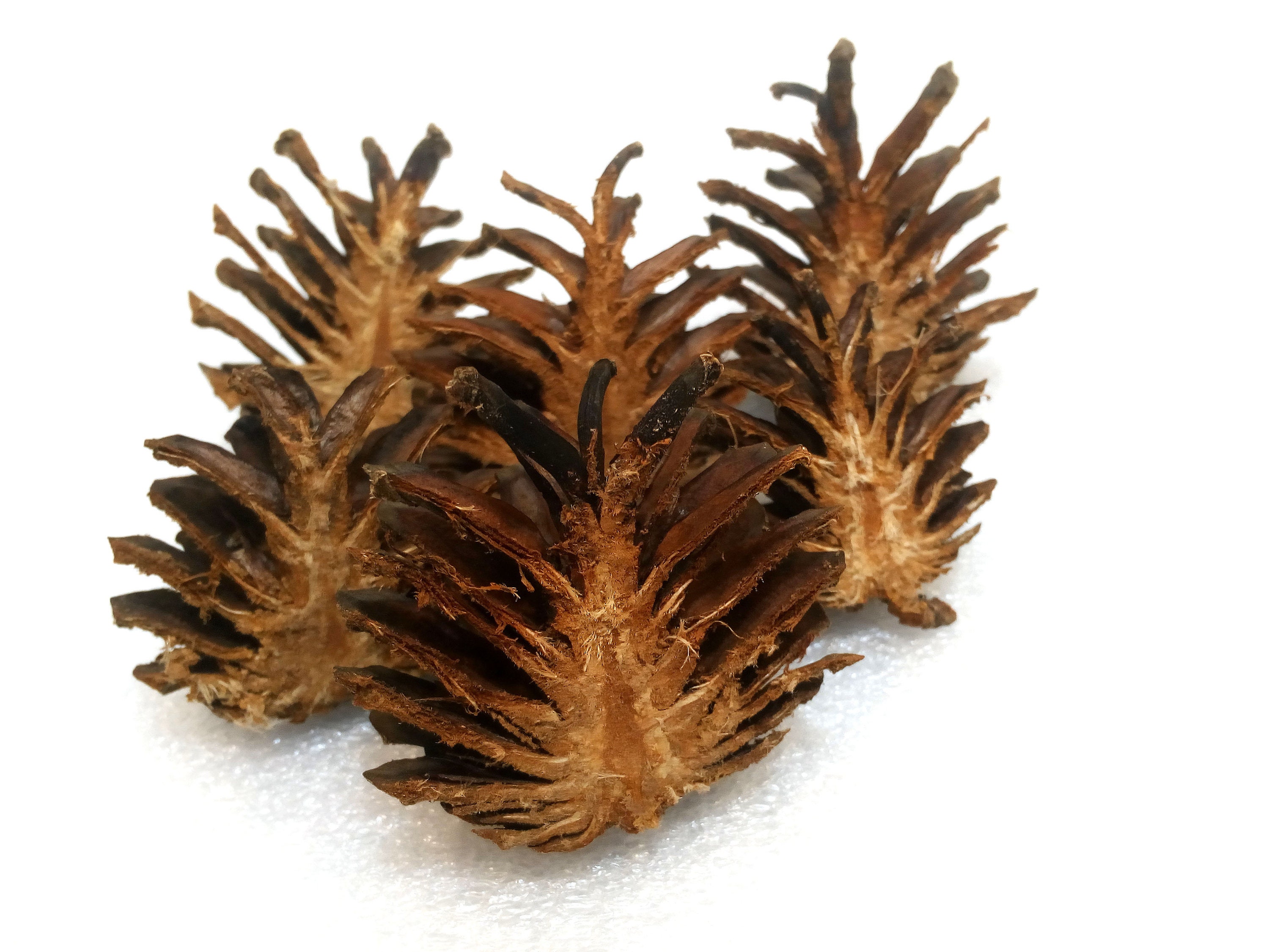 Cut Pine Cone Halves for Crafts or Decor Set of 30 Halves of Etsy