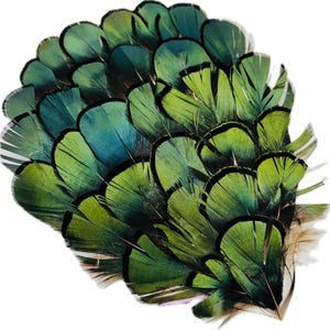 May include: A collection of layered feathers in shades of green and teal, with black accents. The feathers are arranged in a fan-like pattern, creating a textured and visually appealing display. The overall effect is one of natural beauty and elegance.