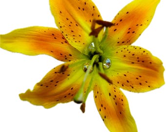 May include: A yellow lily with orange and brown spots. The lily has three white rhinestones on the stamen.