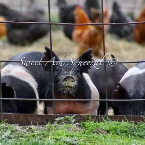 Farm Animals