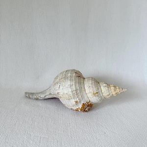 Vintage Large Beautiful Shell, Big Crab Shell, Large Ocean Shell, Sea Shell Treasure, Natural Seashells, Sea Shell, Wedding Sea Decoration