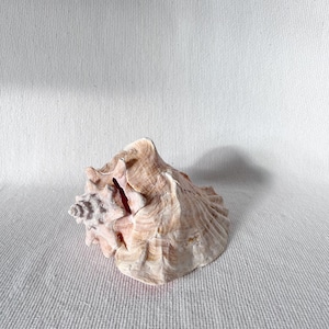 Vintage Large Beautiful Shell, Big Crab Shell, Large Ocean Shell, Sea Shell Treasure, Natural Seashells, Sea Shell, Wedding Sea Decoration