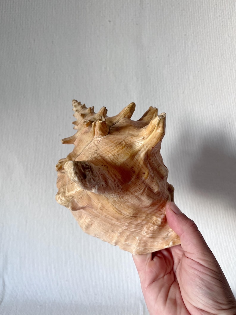 Vintage Large Beautiful Shell, Big Crab Shell, Large Ocean Shell, Sea ...